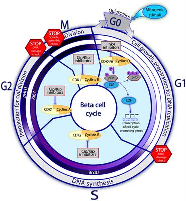 Mitogen Synergy: An Emerging Route to Boosting Human Beta Cell Proliferation